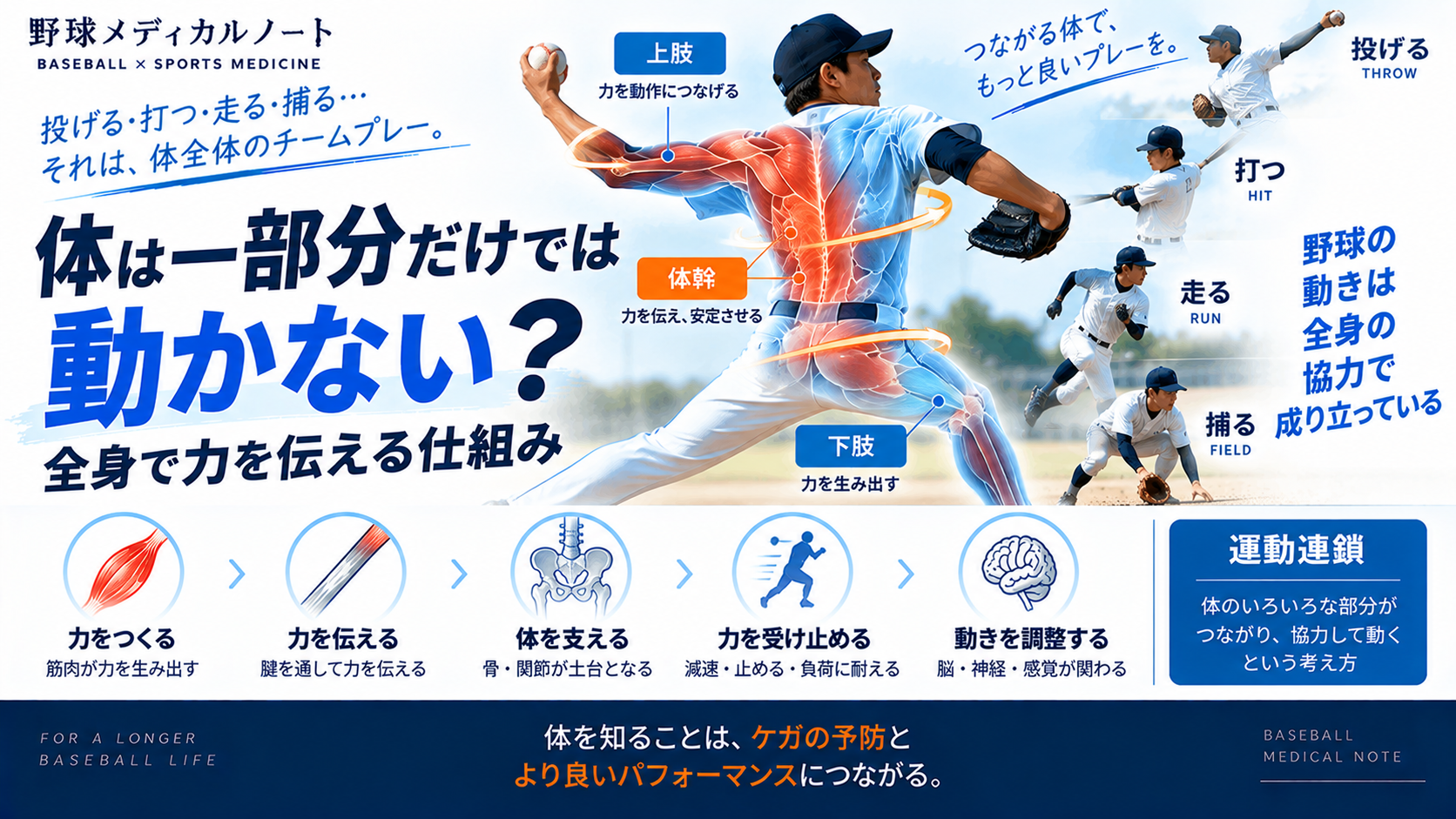 野球の動作における全身の協調と運動連鎖を、上肢・体幹・下肢の役割とともに示したインフォグラフィック