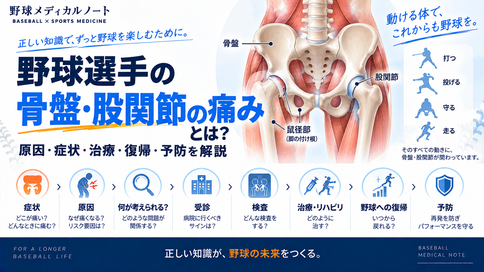 野球選手の骨盤・股関節の痛みについて、骨盤と股関節の筋骨格、症状・原因・受診・検査・治療・リハビリ・復帰・予防を整理したインフォグラフィック
